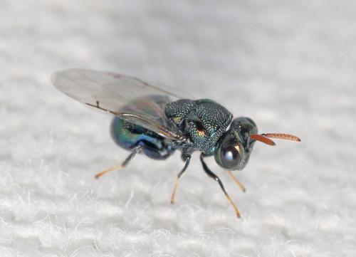 Réf. 180 070 : Perilampus ruficornis